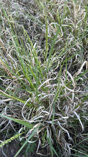 hall panicum