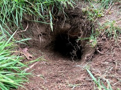 Sciuromorpha
