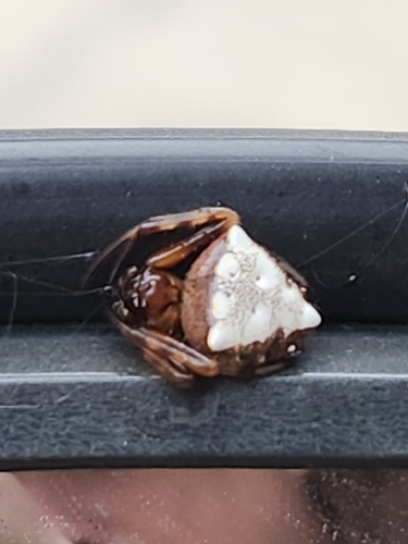 Arrowhead Orbweaver