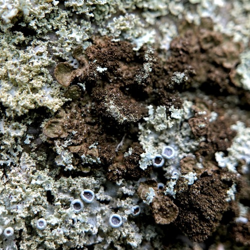 Abraded Camouflage Lichen