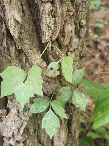 eastern poison ivy