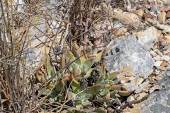 Dudleya caespitosa