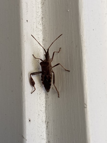 Leaf-footed Pine Seed Bug