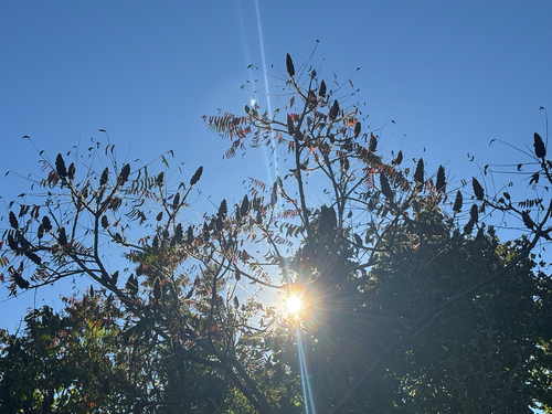 staghorn sumac