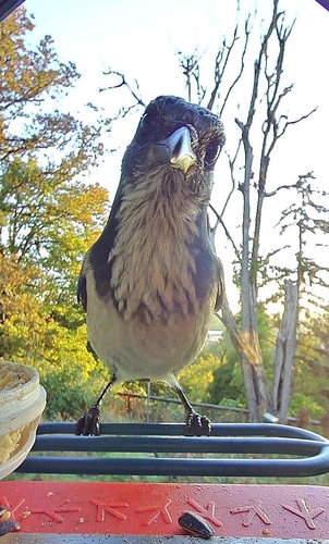 California Scrub-Jay