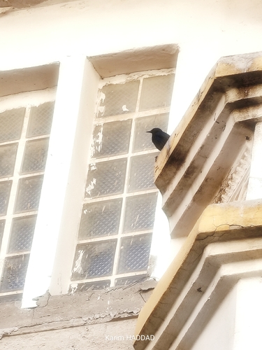 Spotless Starling