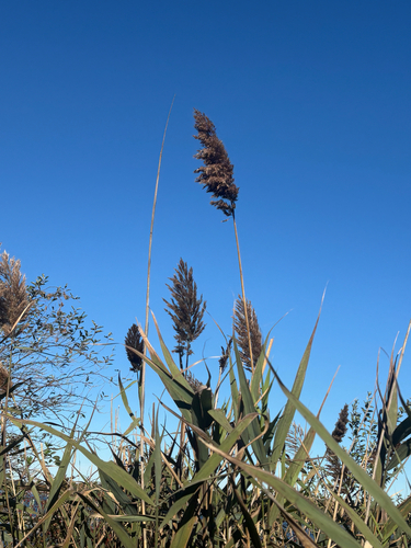 common reed