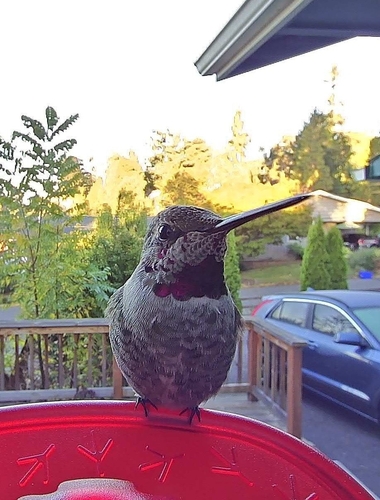 Anna's Hummingbird