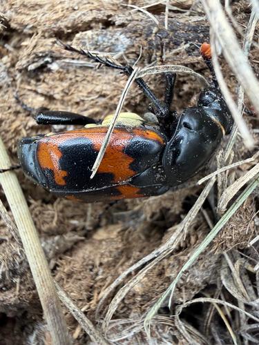 Margined Burying Beetle