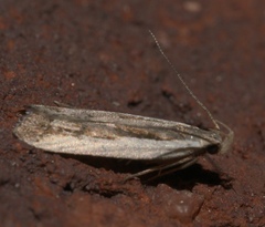 Dichomeris ligulella