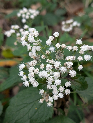 white snakeroot