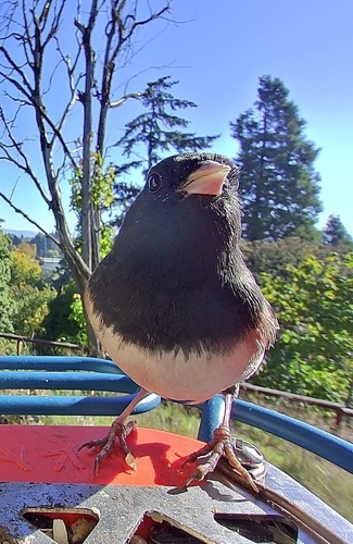 Dark-eyed Junco