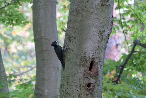 Black Woodpecker