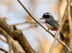 Granatellus venustus