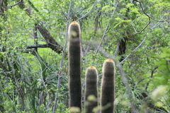 Cephalocereus polylophus