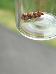 Eucopina tocullionana