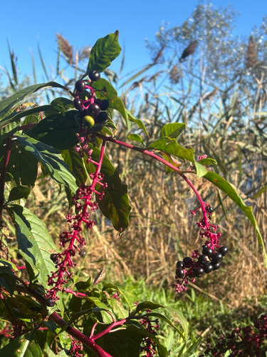 American pokeweed
