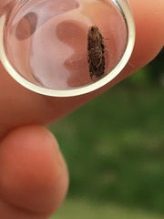 Eucopina tocullionana