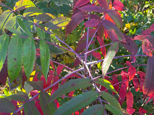 smooth sumac