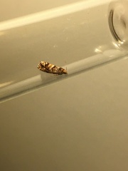 Eucopina tocullionana