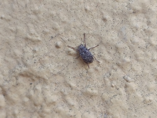 Araecerus fasciculatus, 2026-10-15