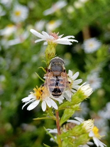 Yellow-shouldered Drone Fly