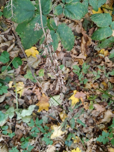 Aconitum lycoctonum, 2026-10-13