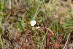 Drosera