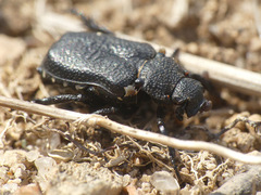 Cremastocheilus castaneae