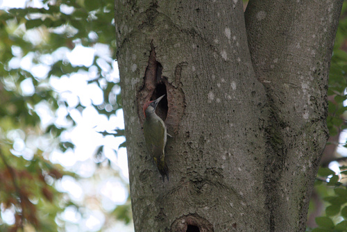 Eurasian Green Woodpecker