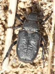 Cremastocheilus castaneae