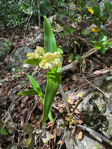 Dendrobium macropus observed 2026-10-15
