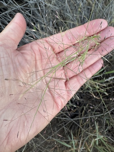 Bush Muhly