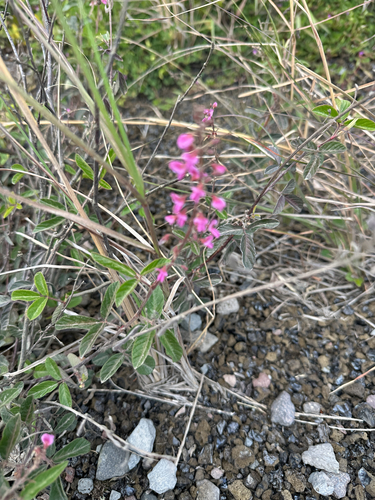 Desmodium, 2026-10-15