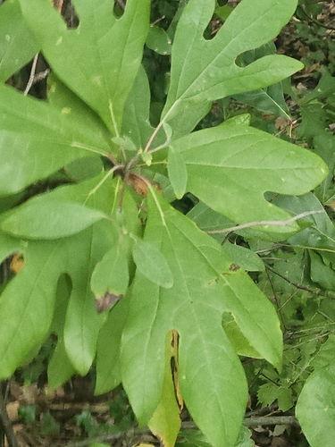 sassafras