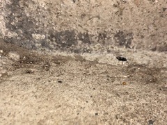 Insecta