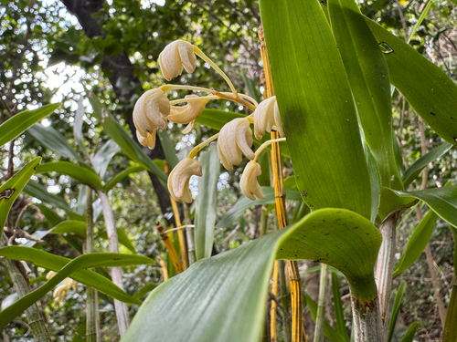 Dendrobium macropus observed 2026-10-15