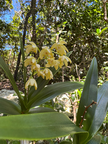 Dendrobium macropus observed 2026-10-15