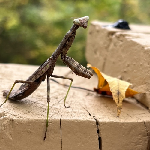 Carolina Mantis