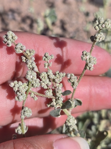 Mealy Goosefoot