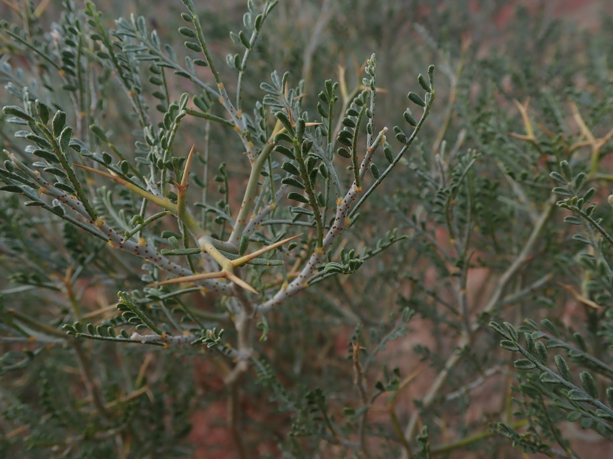 Psorothamnus thompsoniae