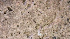 Collembola