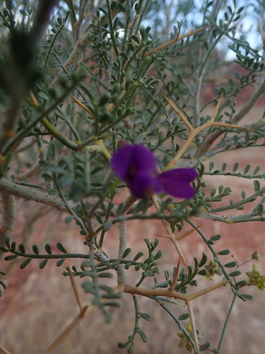 Image of Psorothamnus thompsoniae by (c) Mitch Van Dyke, some rights reserved (CC BY)