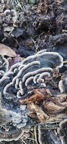 turkey-tail