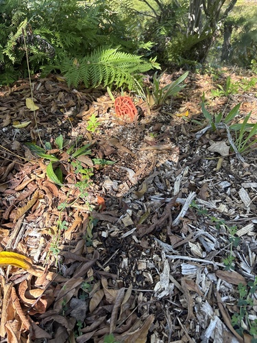 Red-Cage Fungus seen in Sonoma Valley