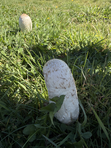 Shaggy Mane