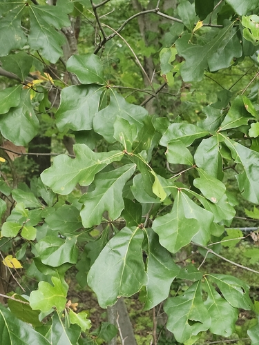 water oak