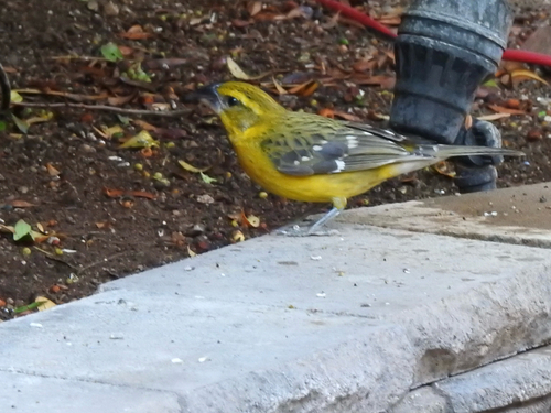 Yellow Grosbeak