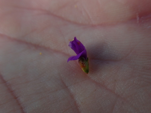Image of Psorothamnus thompsoniae by (c) Mitch Van Dyke, some rights reserved (CC BY)