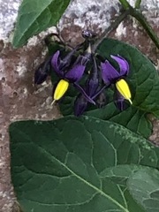 Solanum dulcamara